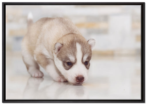 Husky Welpe auf Leinwandbild gerahmt Größe 100x70