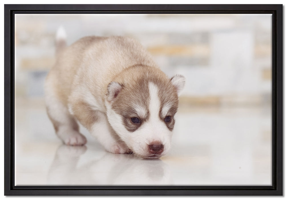 Husky Welpe auf Leinwandbild gerahmt Größe 60x40