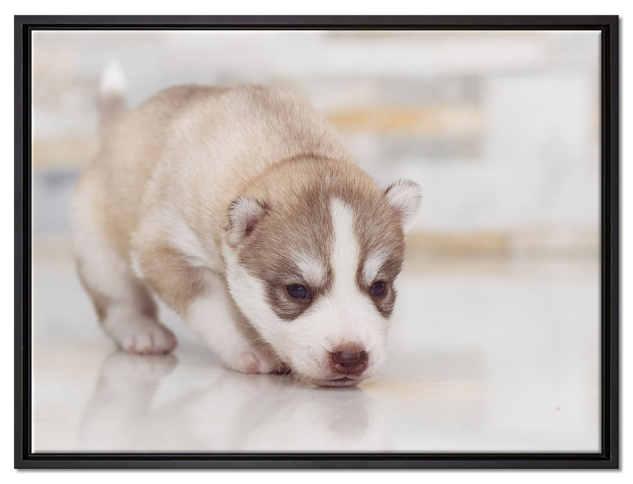 Husky Welpe auf Leinwandbild gerahmt Größe 80x60