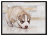 Husky Welpe auf Leinwandbild gerahmt Größe 80x60