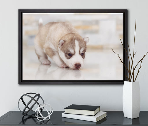 Husky Welpe auf Leinwandbild gerahmt mit Kirschblüten
