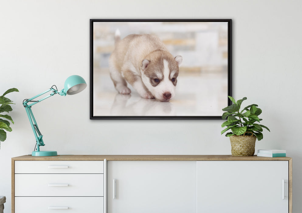 Husky Welpe auf Leinwandbild gerahmt verschiedene Größen im Wohnzimmer