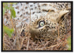 Leopard auf Leinwandbild gerahmt Größe 100x70