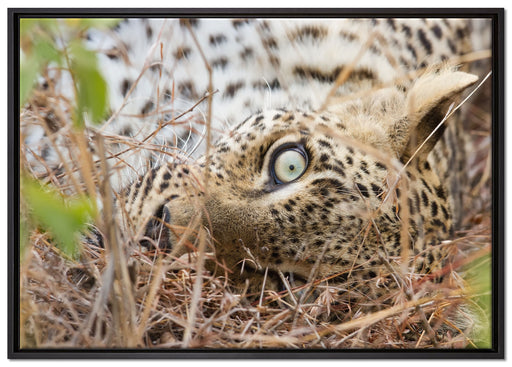 Leopard auf Leinwandbild gerahmt Größe 100x70