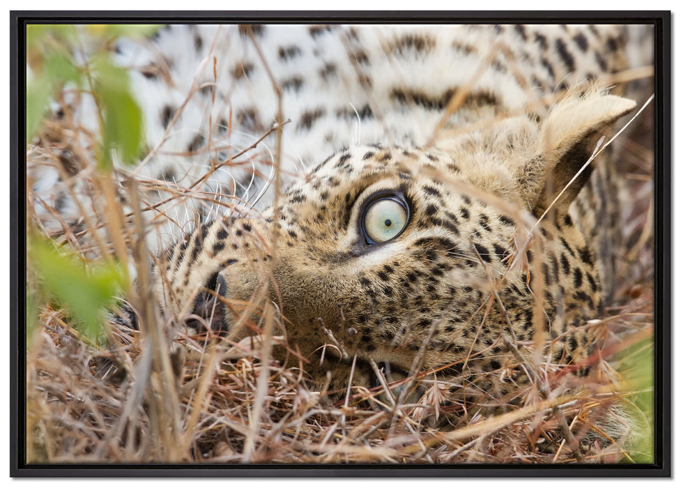 Leopard auf Leinwandbild gerahmt Größe 100x70