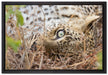 Leopard auf Leinwandbild gerahmt Größe 60x40