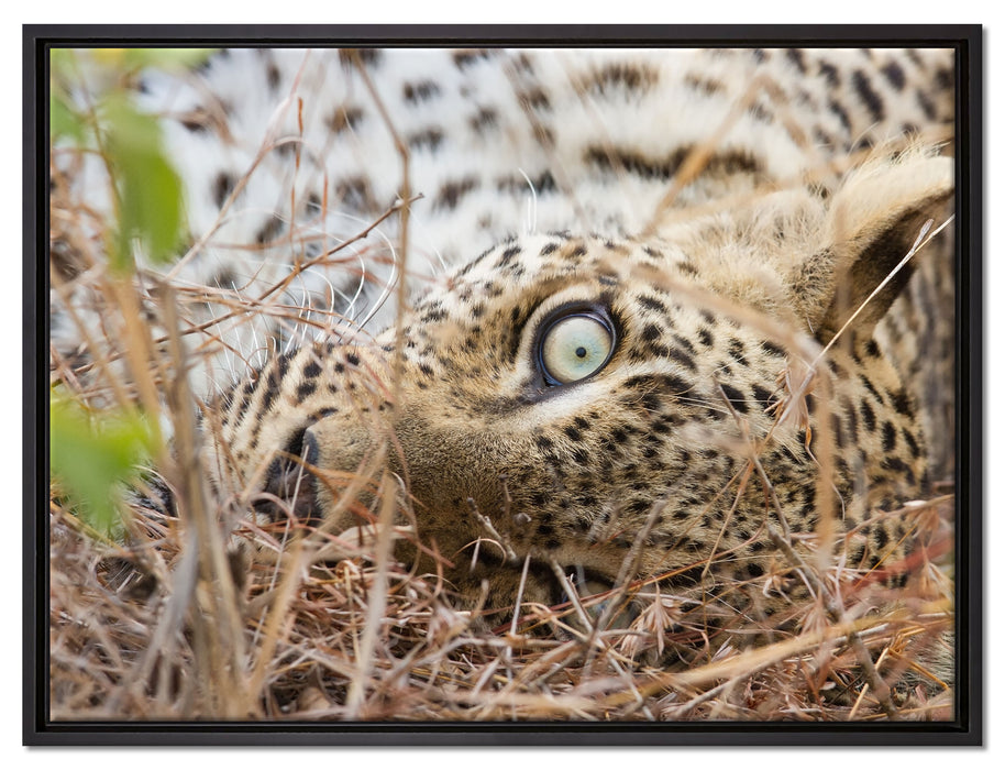 Leopard auf Leinwandbild gerahmt Größe 80x60