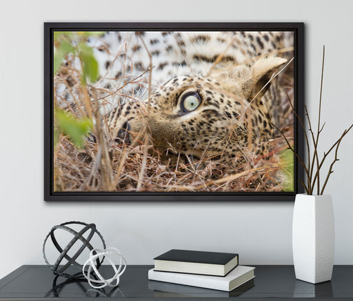 Leopard auf Leinwandbild gerahmt mit Kirschblüten
