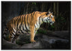 Tiger auf Leinwandbild gerahmt Größe 100x70