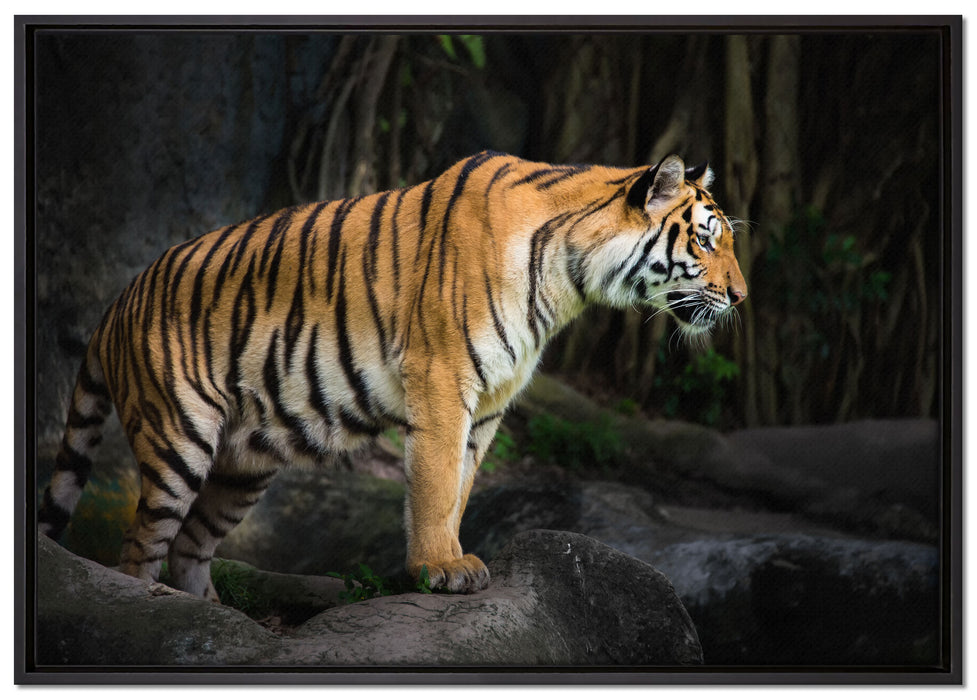Tiger auf Leinwandbild gerahmt Größe 100x70