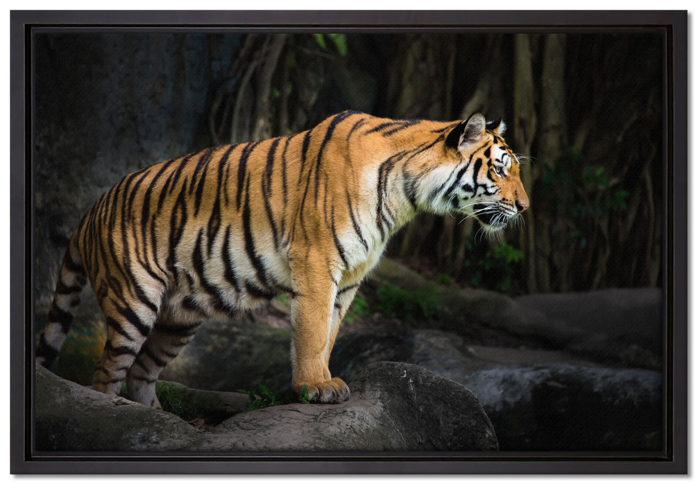 Tiger auf Leinwandbild gerahmt Größe 60x40