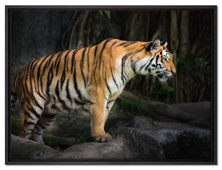 Tiger auf Leinwandbild gerahmt Größe 80x60