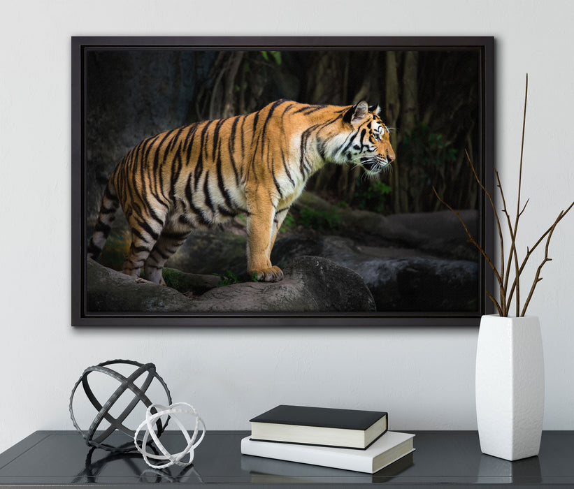 Tiger auf Leinwandbild gerahmt mit Kirschblüten