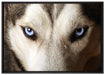 Husky eisblaue Augen auf Leinwandbild gerahmt Größe 100x70