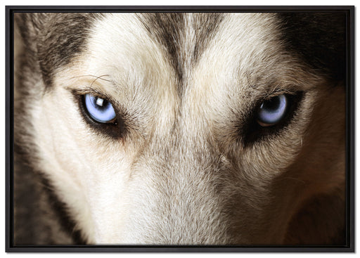 Husky eisblaue Augen auf Leinwandbild gerahmt Größe 100x70