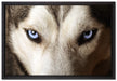 Husky eisblaue Augen auf Leinwandbild gerahmt Größe 60x40
