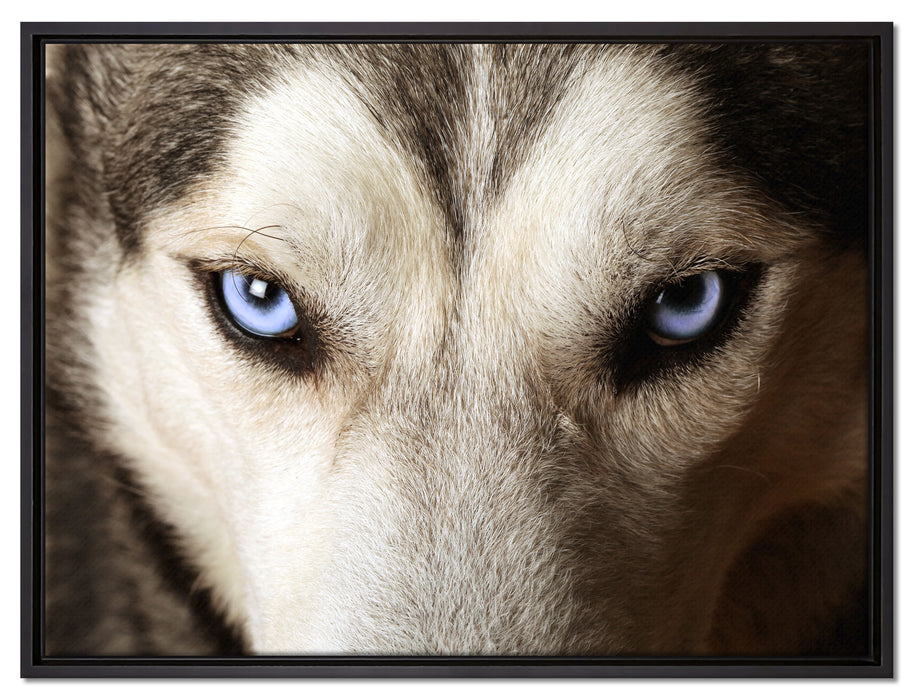 Husky eisblaue Augen auf Leinwandbild gerahmt Größe 80x60