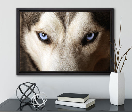 Husky eisblaue Augen auf Leinwandbild gerahmt mit Kirschblüten