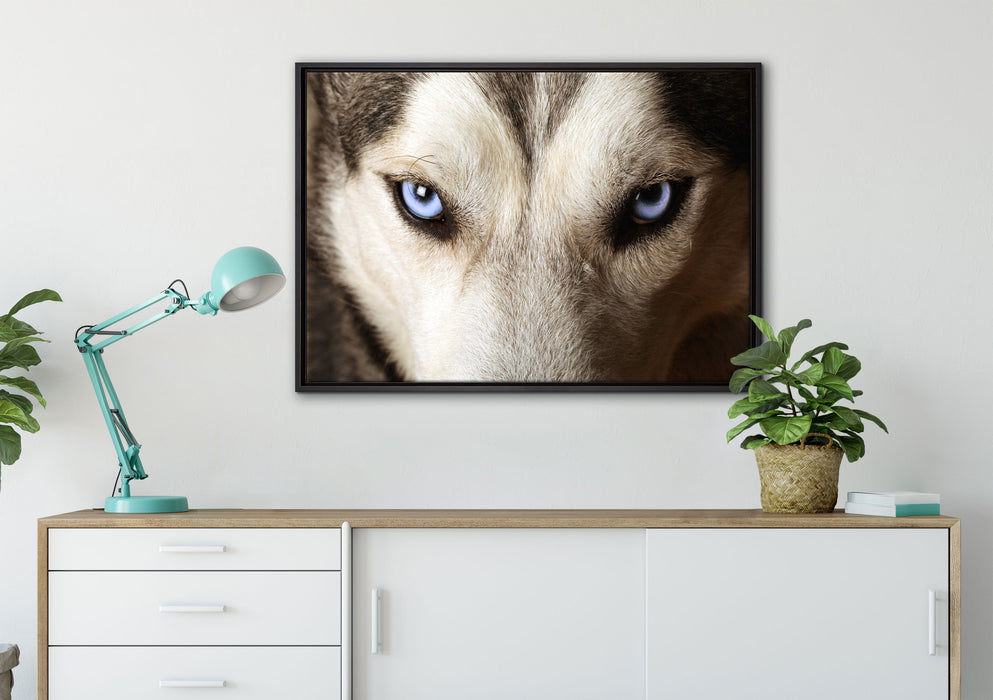 Husky eisblaue Augen auf Leinwandbild gerahmt verschiedene Größen im Wohnzimmer