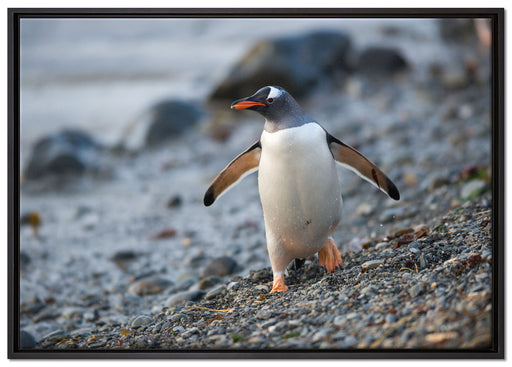 Pinguine auf Leinwandbild gerahmt Größe 100x70