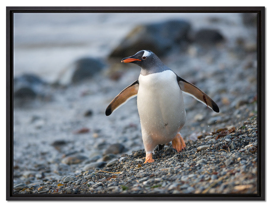 Pinguine auf Leinwandbild gerahmt Größe 80x60