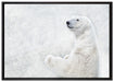 Stehender Eisbär auf Leinwandbild gerahmt Größe 100x70