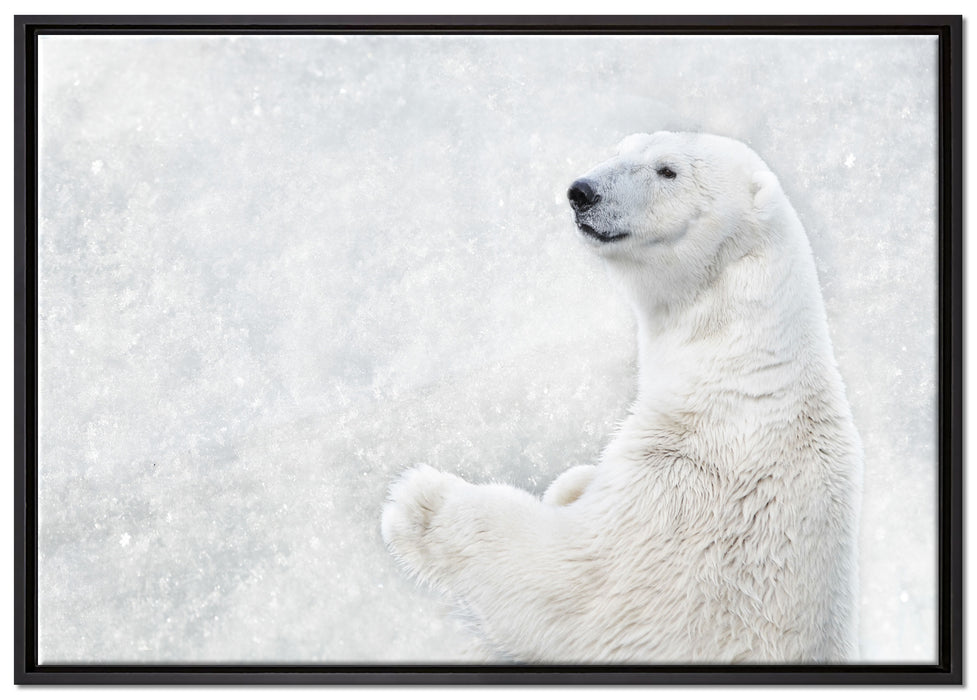 Stehender Eisbär auf Leinwandbild gerahmt Größe 100x70