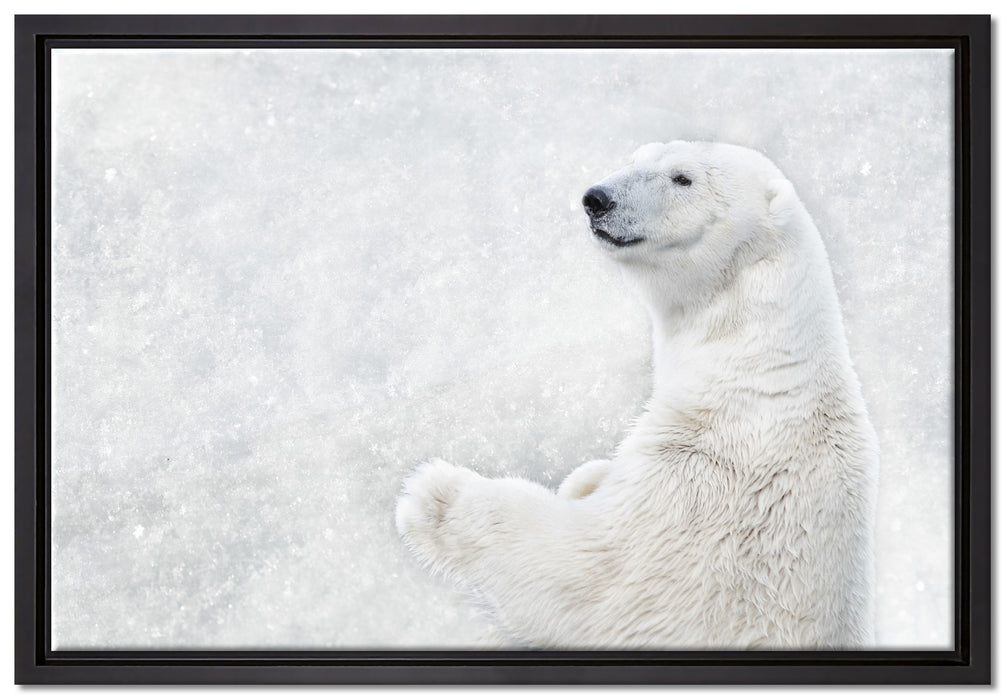 Stehender Eisbär auf Leinwandbild gerahmt Größe 60x40