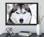 Husky auf Leinwandbild gerahmt mit Kirschblüten