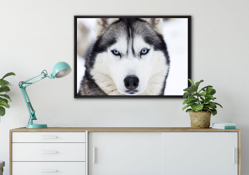 Husky auf Leinwandbild gerahmt verschiedene Größen im Wohnzimmer
