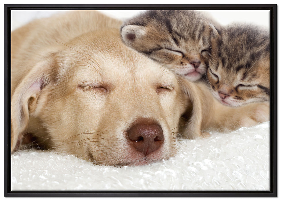 Kätzchen und Hund schmusend auf Leinwandbild gerahmt Größe 100x70