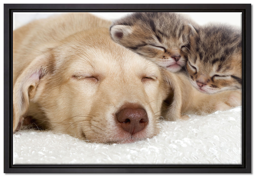 Kätzchen und Hund schmusend auf Leinwandbild gerahmt Größe 60x40