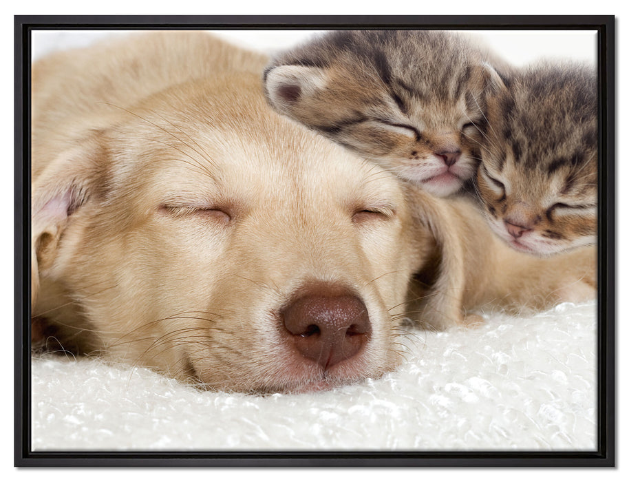 Kätzchen und Hund schmusend auf Leinwandbild gerahmt Größe 80x60