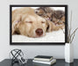 Kätzchen und Hund schmusend auf Leinwandbild gerahmt mit Kirschblüten