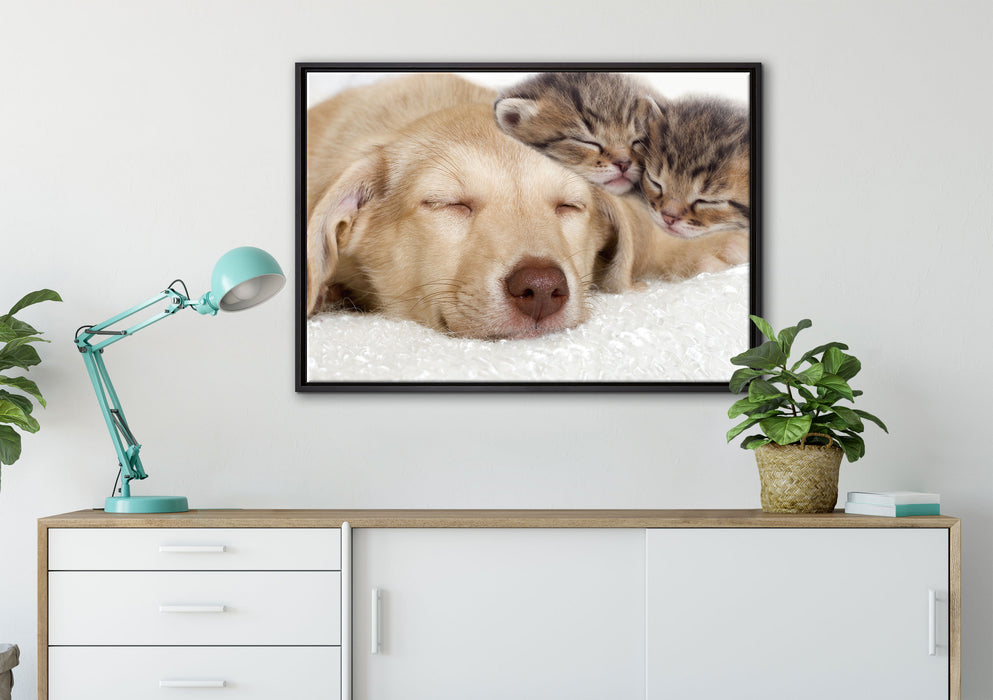 Kätzchen und Hund schmusend auf Leinwandbild gerahmt verschiedene Größen im Wohnzimmer