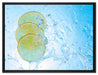 Zitrone fällt ins Wasser auf Leinwandbild gerahmt Größe 80x60