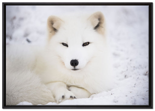 Weißer Fuchs auf Leinwandbild gerahmt Größe 100x70