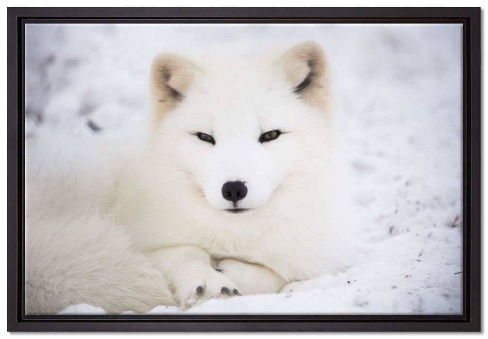 Weißer Fuchs auf Leinwandbild gerahmt Größe 60x40