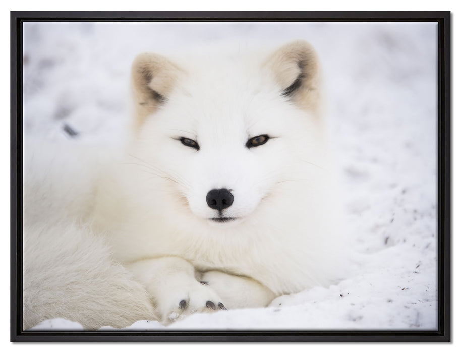 Weißer Fuchs auf Leinwandbild gerahmt Größe 80x60