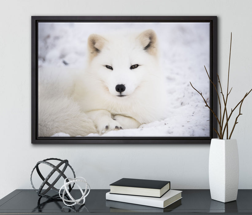 Weißer Fuchs auf Leinwandbild gerahmt mit Kirschblüten