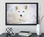 Weißer Fuchs auf Leinwandbild gerahmt mit Kirschblüten