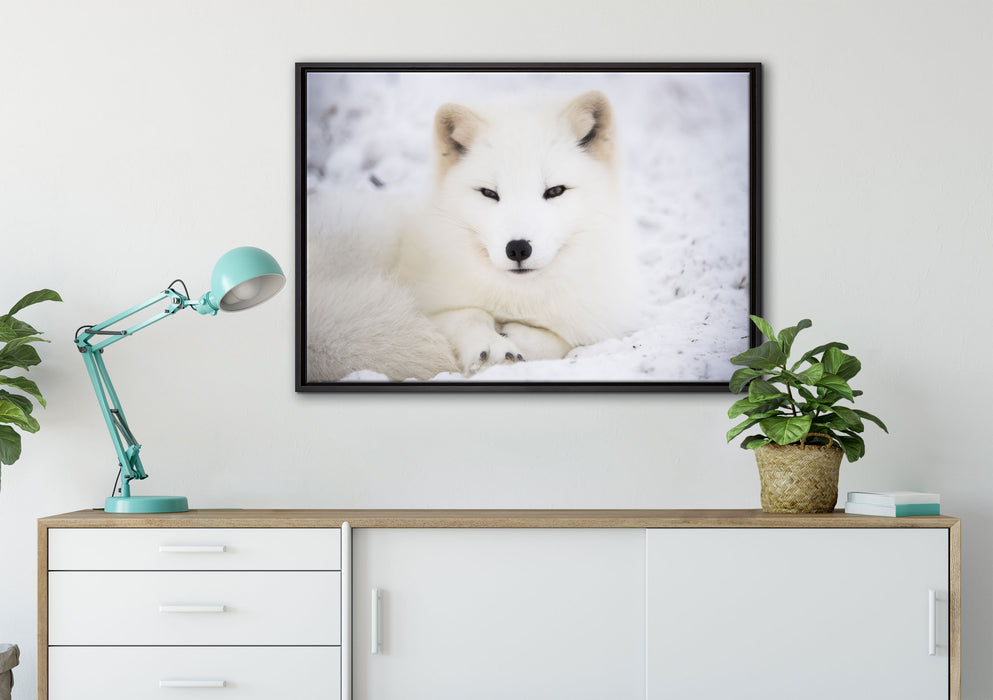 Weißer Fuchs auf Leinwandbild gerahmt verschiedene Größen im Wohnzimmer
