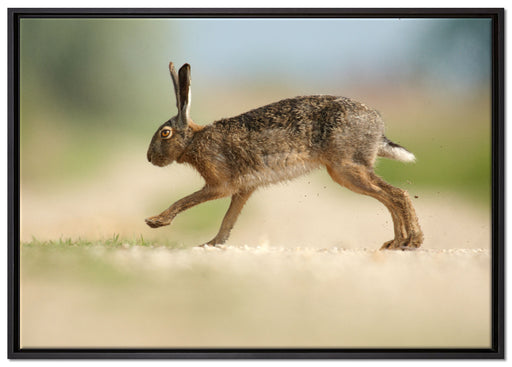 Hüpfender Hase auf Leinwandbild gerahmt Größe 100x70