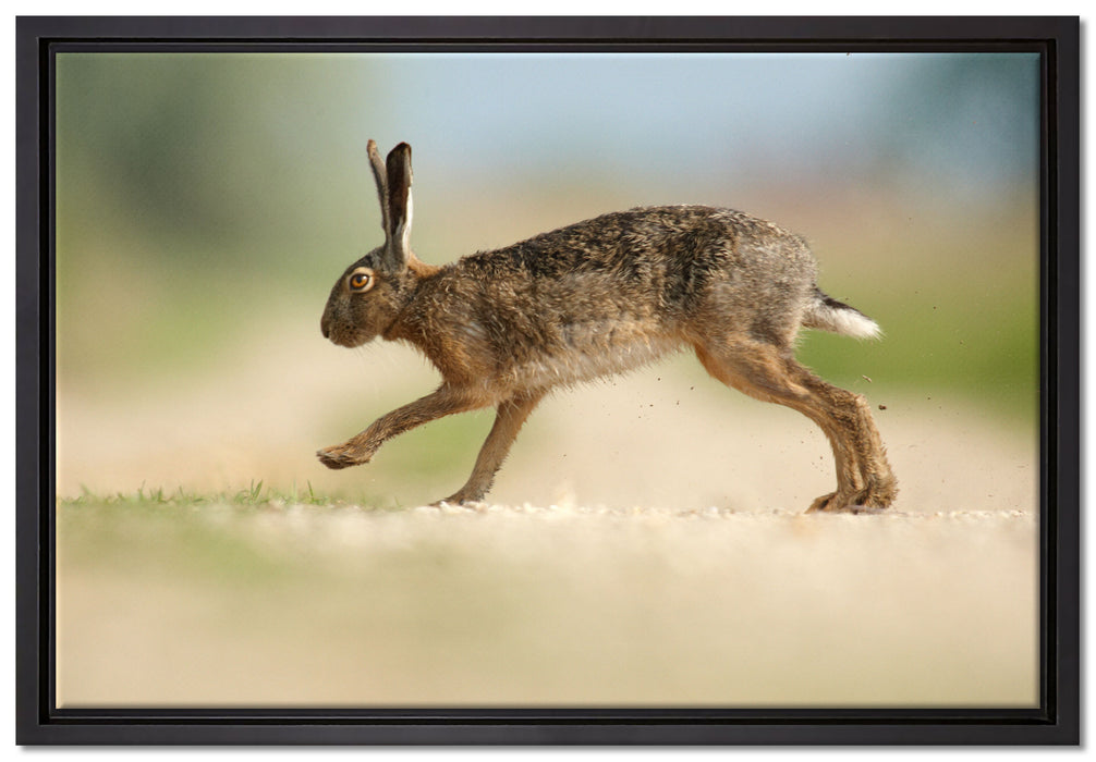 Hüpfender Hase auf Leinwandbild gerahmt Größe 60x40