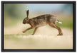 Hüpfender Hase auf Leinwandbild gerahmt Größe 60x40