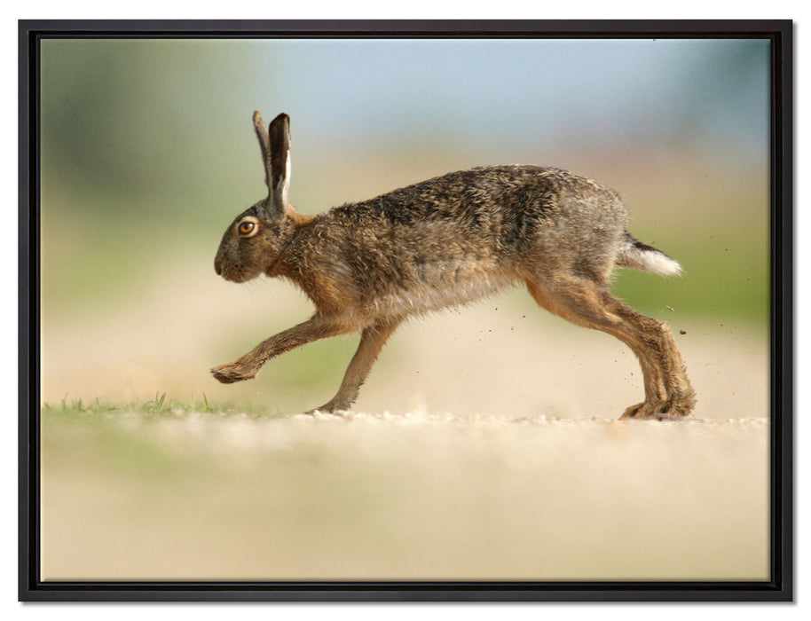 Hüpfender Hase auf Leinwandbild gerahmt Größe 80x60