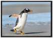 Pinguin am Strand auf Leinwandbild gerahmt Größe 100x70