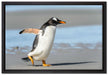 Pinguin am Strand auf Leinwandbild gerahmt Größe 60x40