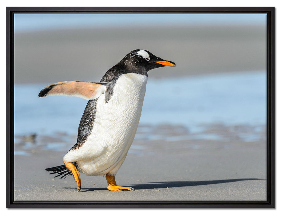 Pinguin am Strand auf Leinwandbild gerahmt Größe 80x60
