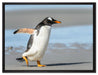 Pinguin am Strand auf Leinwandbild gerahmt Größe 80x60